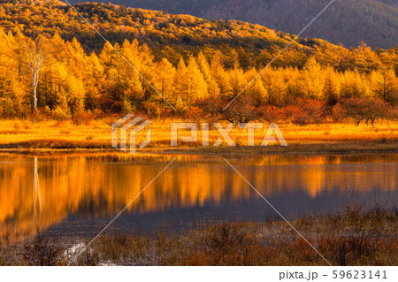 《栃木県》秋の奥日光・小田代ヶ原《幻の湖小田代湖》 59623141