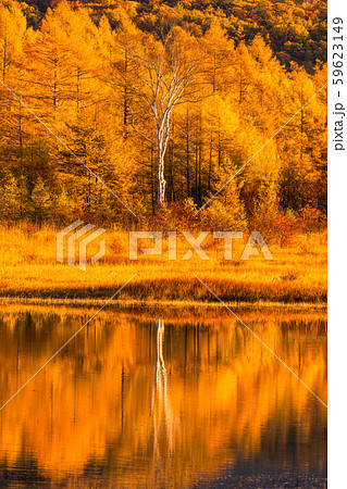 《栃木県》秋の奥日光・小田代ヶ原《幻の湖小田代湖》 59623149
