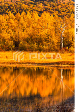 《栃木県》秋の奥日光・小田代ヶ原《幻の湖小田代湖》 59623151