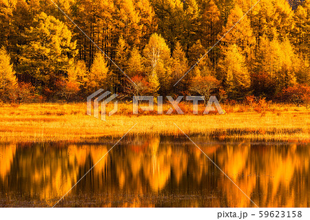 《栃木県》秋の奥日光・小田代ヶ原《幻の湖小田代湖》 《栃木県》秋の奥日光・小田代ヶ原《幻の湖小田代湖》 59623158