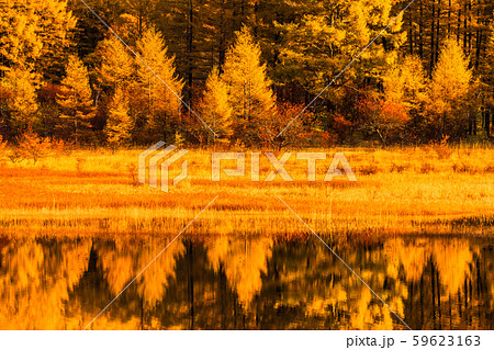《栃木県》秋の奥日光・小田代ヶ原《幻の湖小田代湖》 59623163