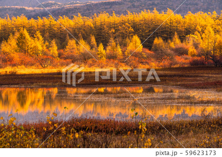 《栃木県》秋の奥日光・小田代ヶ原《幻の湖小田代湖》 《栃木県》秋の奥日光・小田代ヶ原《幻の湖小田代湖》 59623173