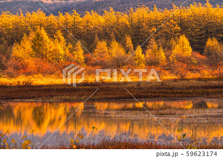 《栃木県》秋の奥日光・小田代ヶ原《幻の湖小田代湖》 《栃木県》秋の奥日光・小田代ヶ原《幻の湖小田代湖》 59623174
