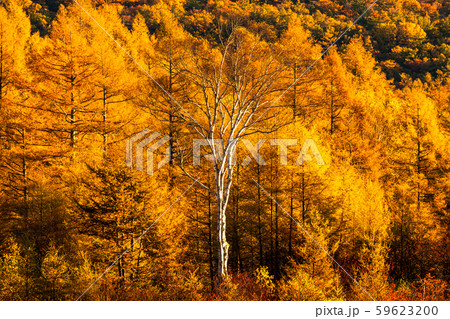 《栃木県》秋の奥日光・小田代ヶ原《幻の湖小田代湖》 59623200