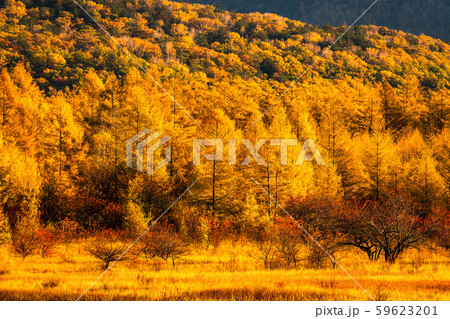 《栃木県》秋の奥日光・小田代ヶ原《幻の湖小田代湖》 59623201