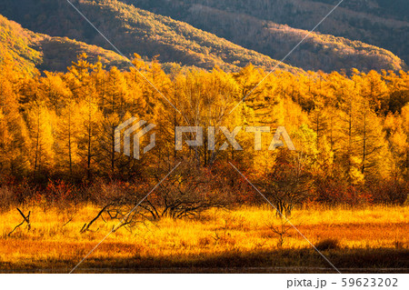 《栃木県》秋の奥日光・小田代ヶ原《幻の湖小田代湖》 59623202