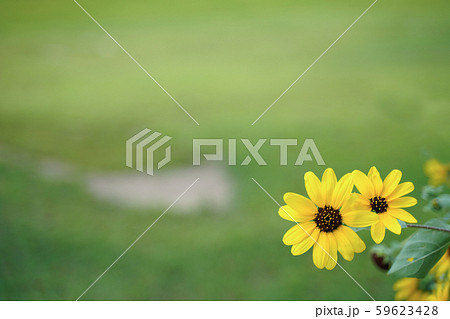 ミニひまわり 59623428