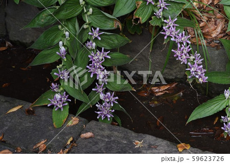 ホトトギス（杜鵑草）の花 59623726