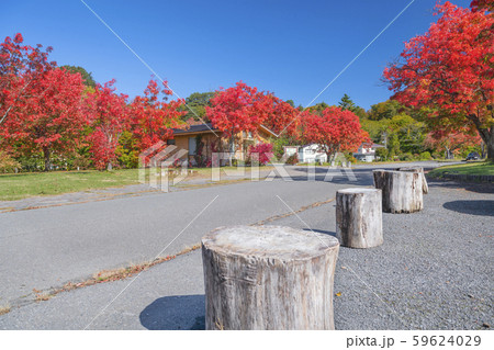 丸太の腰掛とナナカマドの紅葉してる道路沿いの公園の写真素材