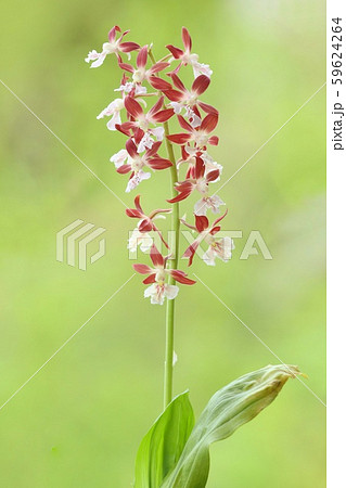 エビネ蘭 赤茶色と白の花 自然背景の写真素材