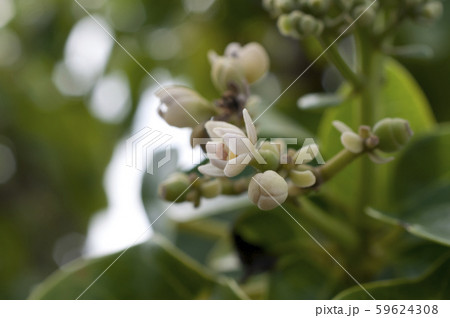 ハスノハギリの花 59624308