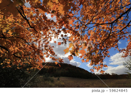 カナダのトロント郊外のモノフリスク州立公園の秋 59624845