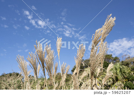 ススキ 59625207