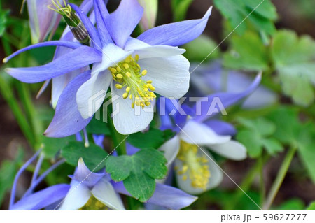 オダマキ 白と薄紫の花 オダマキ 白と薄紫の花 59627277