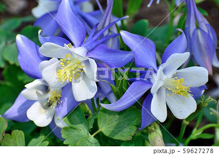 オダマキ 白と薄紫の花の写真素材