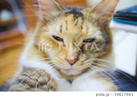 疑いの目で見る猫のイメージ 59627661