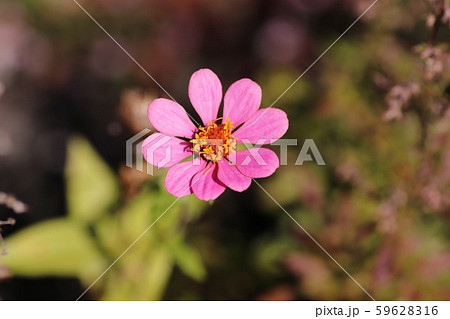 ピンクの花 59628316