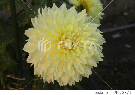 黄色い花 黄色い花 59628379