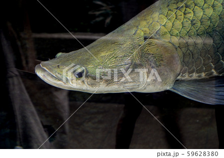 ピラルクの顔 59628380