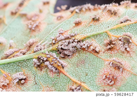 Closeup of bristles - fungal fruiting structures under a leaf 59628417