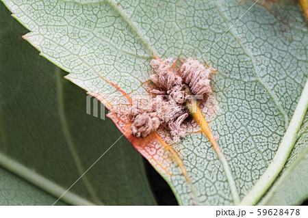 The macro view of erupted cedar hawthorn rust on a leaf The macro view of erupted cedar hawthorn rust on a leaf 59628478