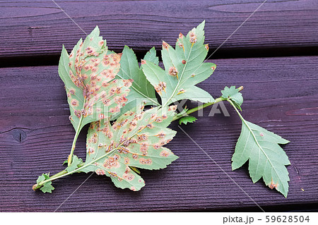 The underside of leaves infected with juniper hawthorn rust 59628504