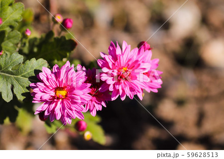 ピンクの花 59628513