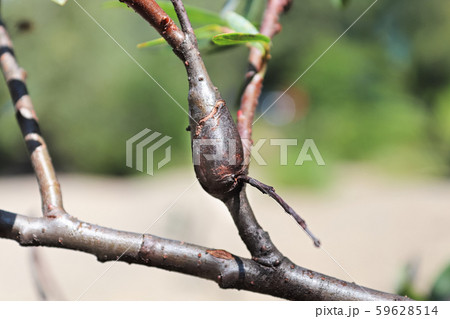 Galls on a tree branch caused by a borer 59628514