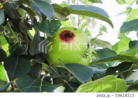 A hole in a apple caused by a codling moth 59628515