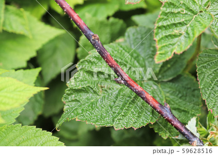 Closeup of a raspberry inflected with cane blight 59628516