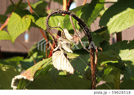 A crooked raspberry cane infected with blight 59628518