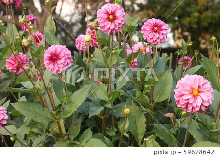 ピンクの花 ピンクの花 59628642