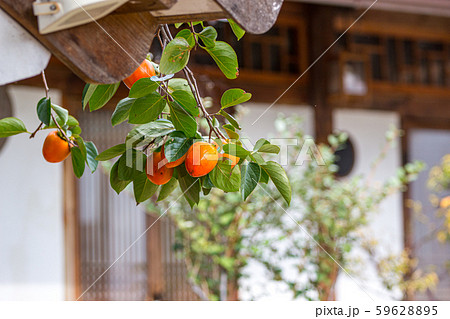 秋 背景 風景 59628895