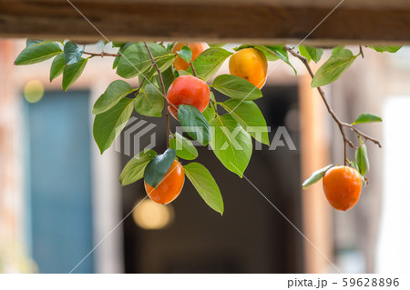 秋 背景 風景 59628896