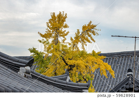 秋 背景 風景 59628901