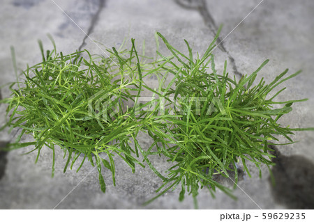 Mini plant pot nature background Mini plant pot nature background 59629235