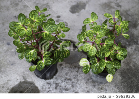 Mini plant pot nature background 59629236