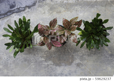 Mini plant pot nature background 59629237