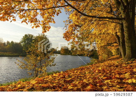 Autumn landscape with tree on river bank Autumn landscape with tree on river bank 59629387