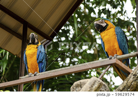Parrot Scarlet Macaw bird perched on rail 59629574