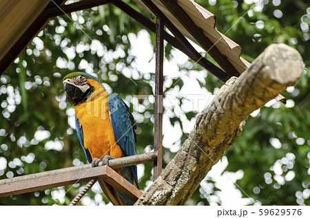Parrot Scarlet Macaw bird perched on rail 59629576
