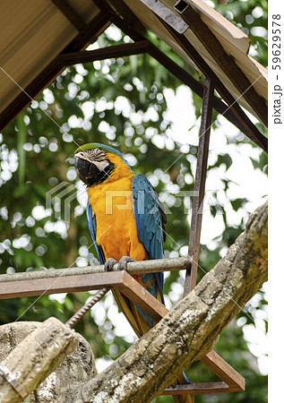 Parrot Scarlet Macaw bird perched on rail 59629578
