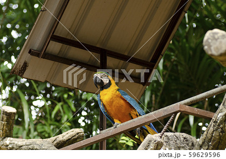 Parrot Scarlet Macaw bird perched on rail Parrot Scarlet Macaw bird perched on rail 59629596