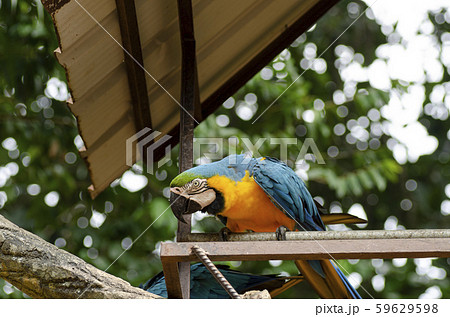 Parrot Scarlet Macaw bird perched on rail Parrot Scarlet Macaw bird perched on rail 59629598