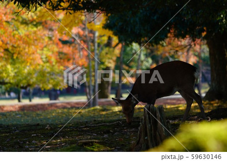 奈良公園　鹿 59630146