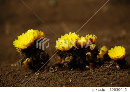 里山に咲く福寿草 59630445