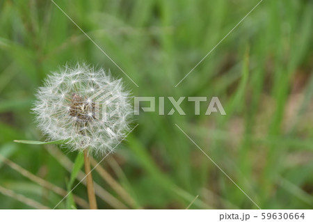 蒲公英 59630664