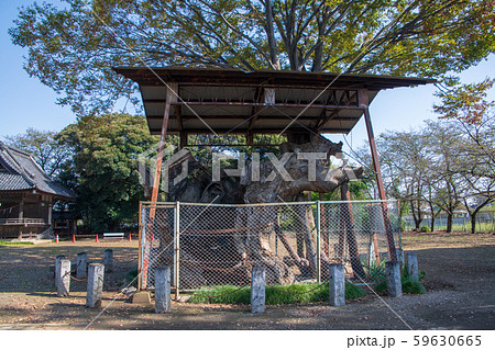 鹿島神社 欅神木 深谷市 鹿島神社 欅神木 深谷市 59630665