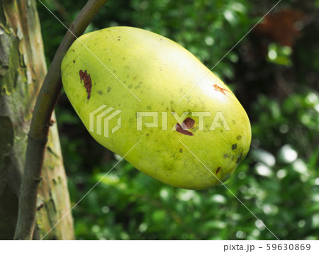 カリンの実 59630869