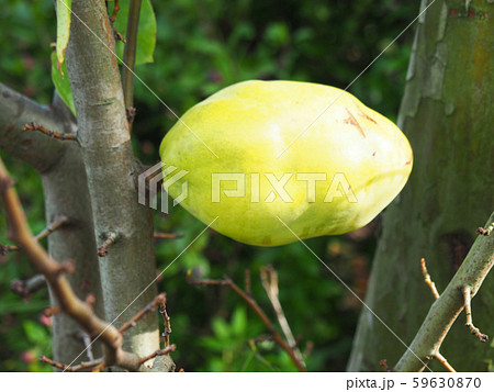 カリンの実 カリンの実 59630870